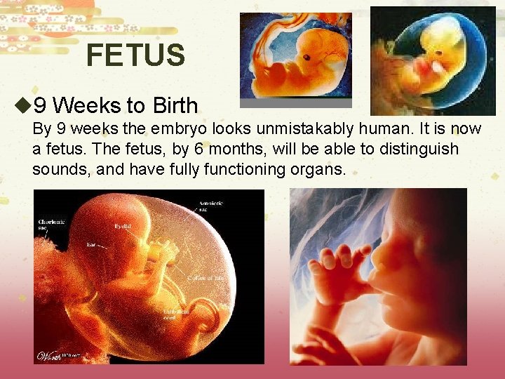 FETUS u 9 Weeks to Birth By 9 weeks the embryo looks unmistakably human.