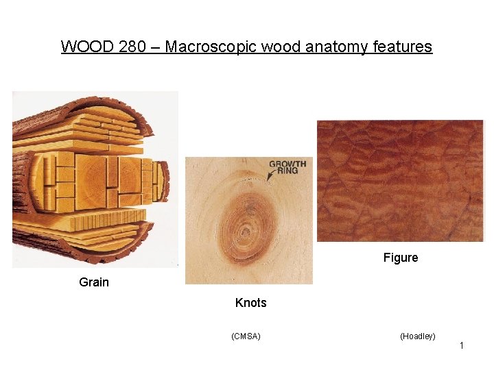 WOOD 280 – Macroscopic wood anatomy features Figure Grain Knots (CMSA) (Hoadley) 1 