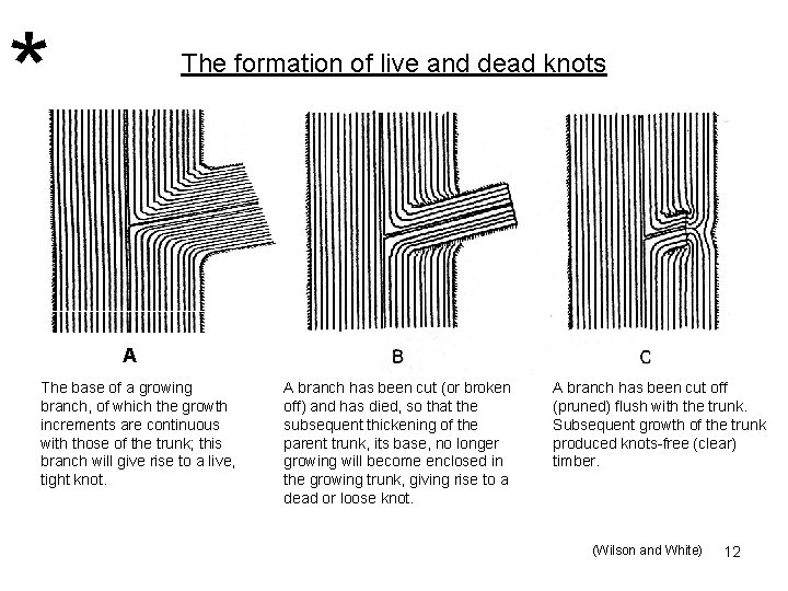 * The formation of live and dead knots A The base of a growing