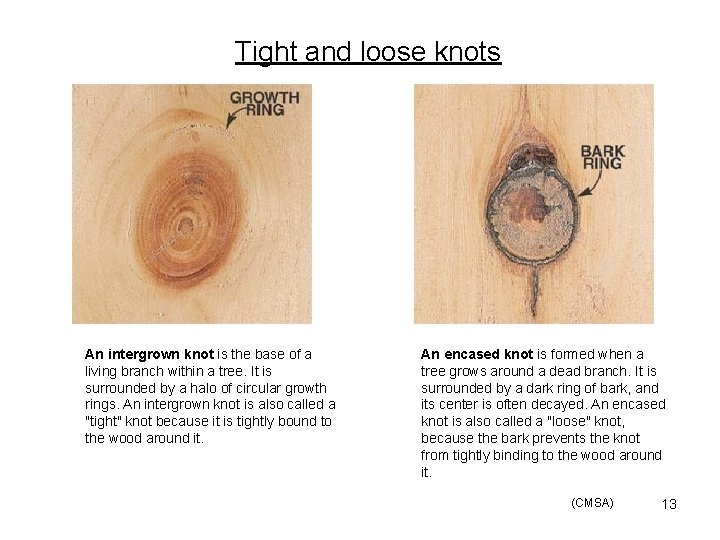 Tight and loose knots An intergrown knot is the base of a living branch