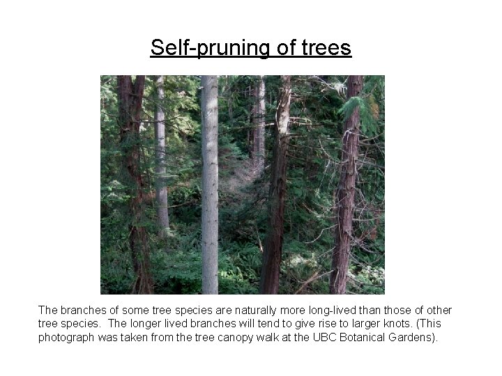 Self-pruning of trees The branches of some tree species are naturally more long-lived than