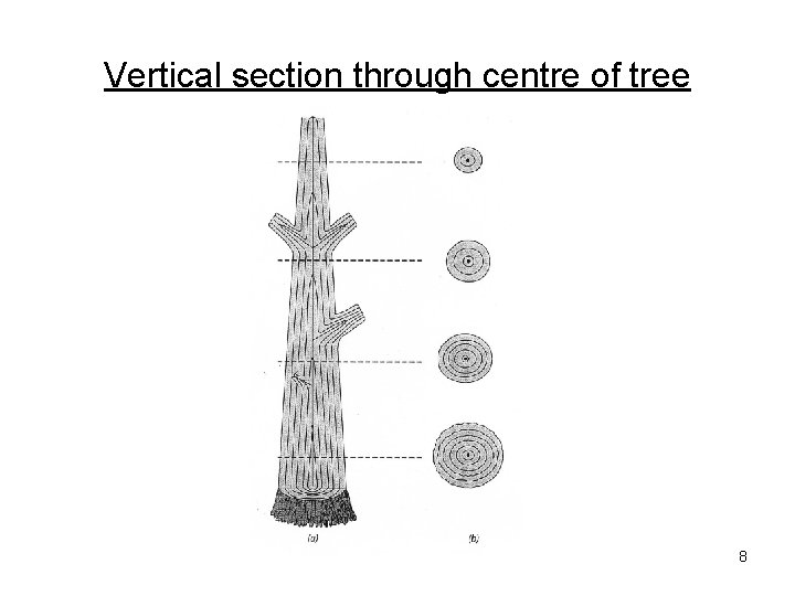 Vertical section through centre of tree 8 