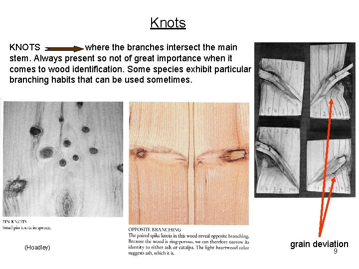 Knots KNOTS where the branches intersect the main stem. Always present so not of