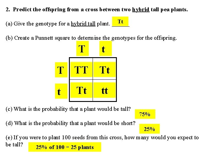 2. Predict the offspring from a cross between two hybrid tall pea plants. Tt