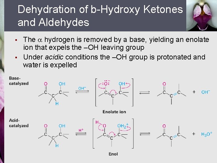 Dehydration of b-Hydroxy Ketones and Aldehydes § § The hydrogen is removed by a