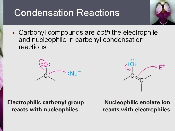 Condensation Reactions § Carbonyl compounds are both the electrophile and nucleophile in carbonyl condensation