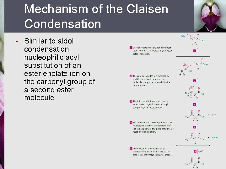 Mechanism of the Claisen Condensation § Similar to aldol condensation: nucleophilic acyl substitution of