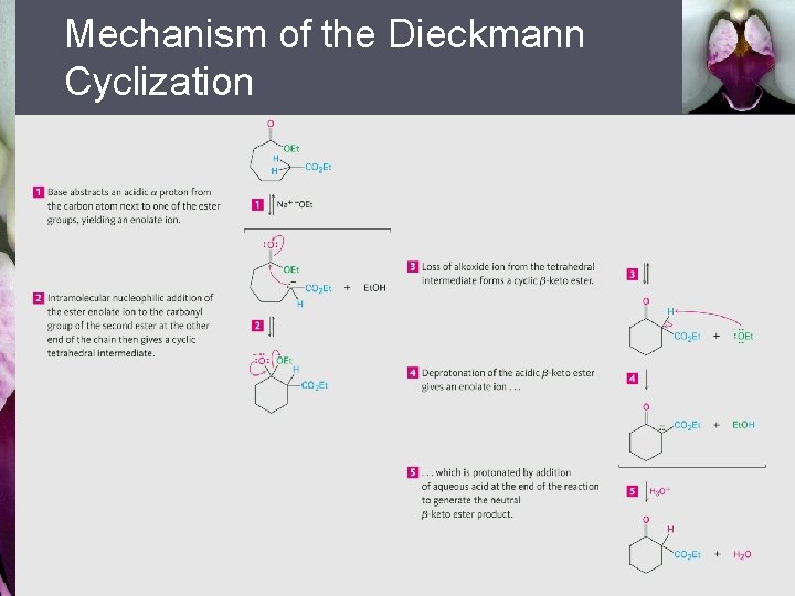 Mechanism of the Dieckmann Cyclization 