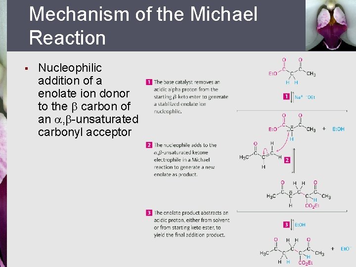 Mechanism of the Michael Reaction § Nucleophilic addition of a enolate ion donor to
