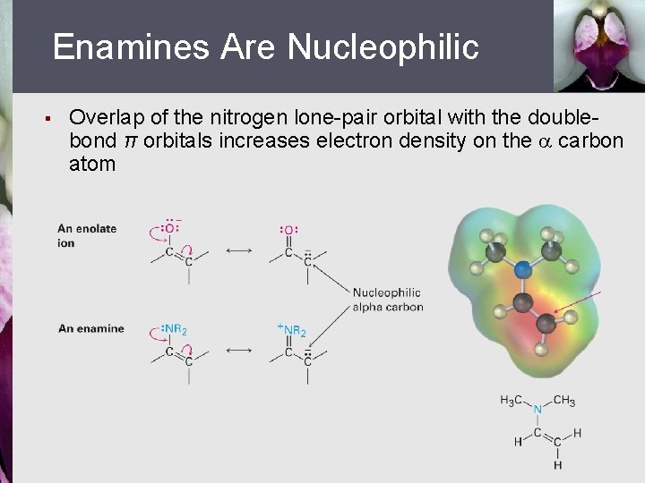 Enamines Are Nucleophilic § Overlap of the nitrogen lone-pair orbital with the doublebond π