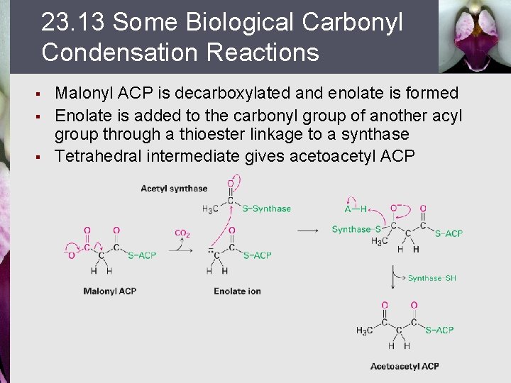 23. 13 Some Biological Carbonyl Condensation Reactions § § § Malonyl ACP is decarboxylated