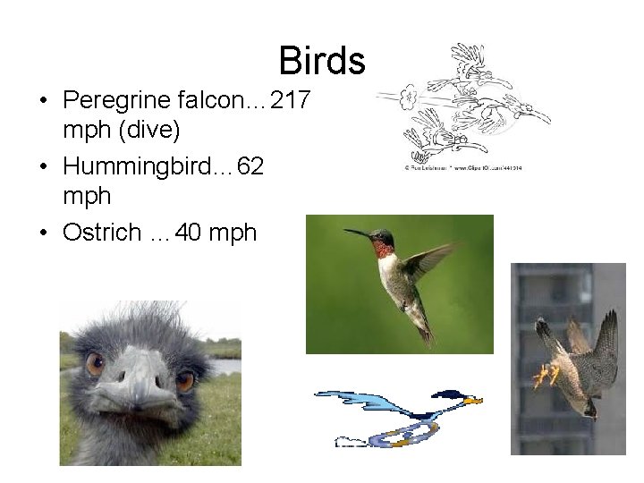 Birds • Peregrine falcon… 217 mph (dive) • Hummingbird… 62 mph • Ostrich …