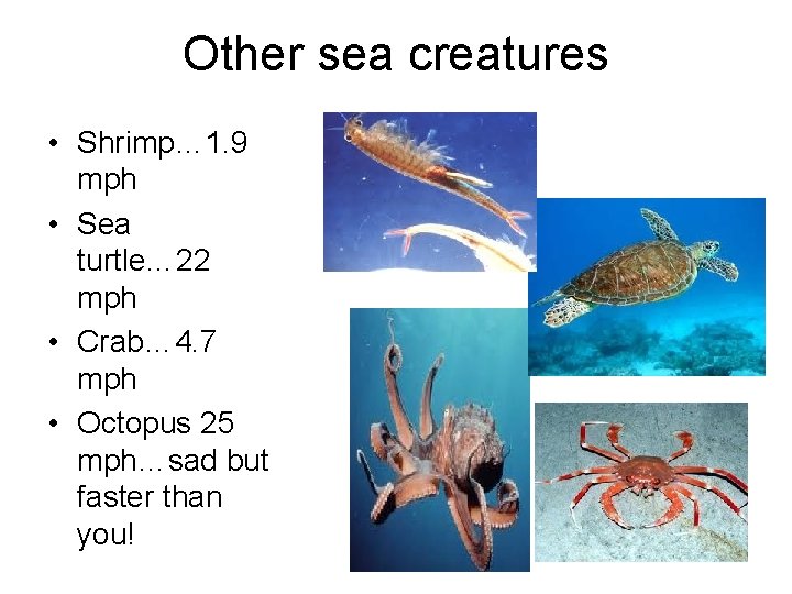 Other sea creatures • Shrimp… 1. 9 mph • Sea turtle… 22 mph •
