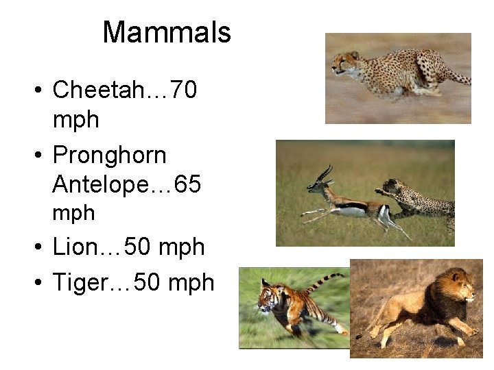 Mammals • Cheetah… 70 mph • Pronghorn Antelope… 65 mph • Lion… 50 mph