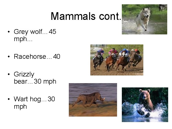 Mammals cont. • Grey wolf… 45 mph… • Racehorse… 40 • Grizzly bear… 30
