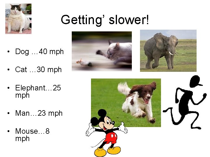 Getting’ slower! • Dog … 40 mph • Cat … 30 mph • Elephant…