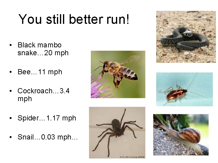 You still better run! • Black mambo snake… 20 mph • Bee… 11 mph