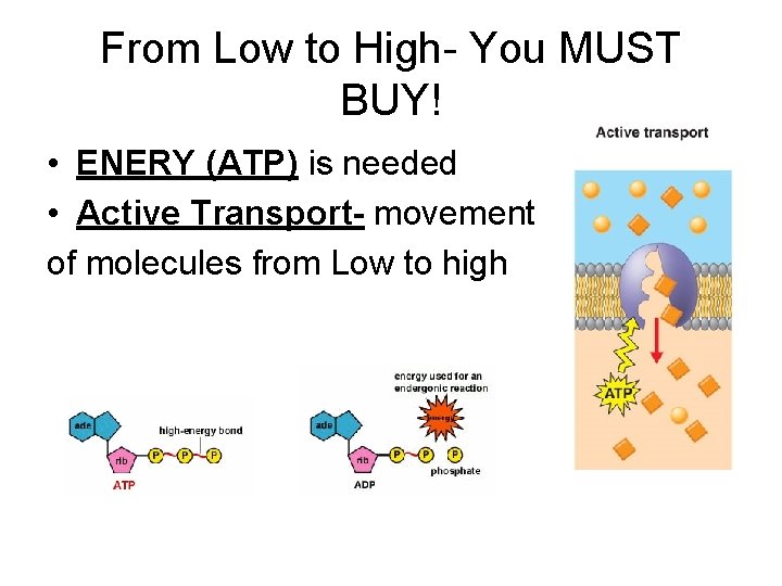 From Low to High- You MUST BUY! • ENERY (ATP) is needed • Active