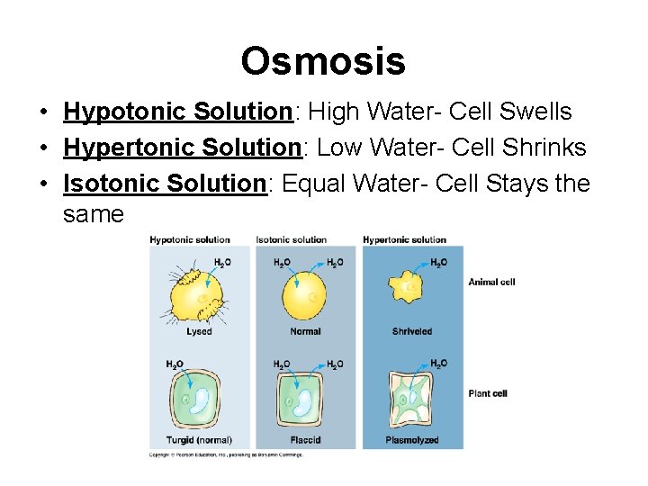 Osmosis • Hypotonic Solution: High Water- Cell Swells • Hypertonic Solution: Low Water- Cell