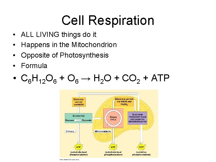 Cell Respiration • • ALL LIVING things do it Happens in the Mitochondrion Opposite