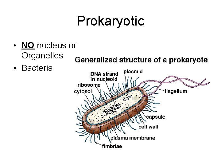 Prokaryotic • NO nucleus or Organelles • Bacteria 