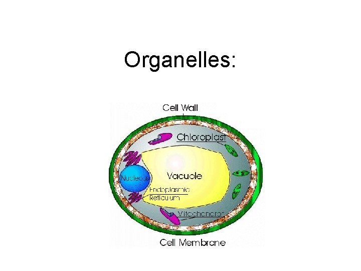 Organelles: 