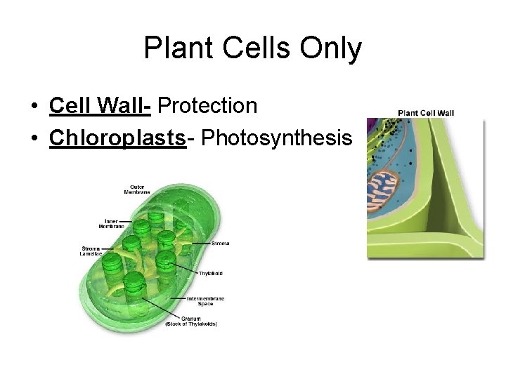 Plant Cells Only • Cell Wall- Protection • Chloroplasts- Photosynthesis 