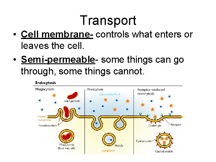Transport • Cell membrane- controls what enters or leaves the cell. • Semi-permeable- some