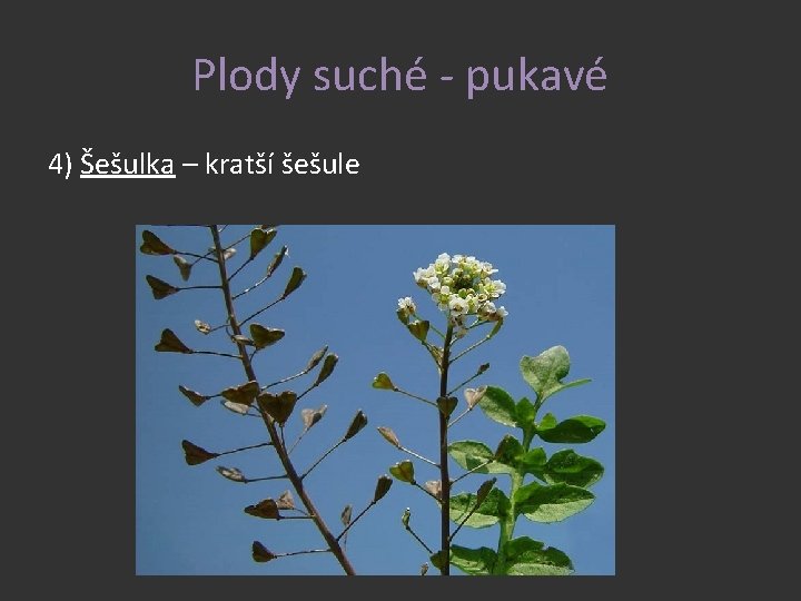 Plody suché - pukavé 4) Šešulka – kratší šešule 