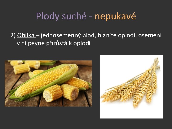 Plody suché - nepukavé 2) Obilka – jednosemenný plod, blanité oplodí, osemení v ní