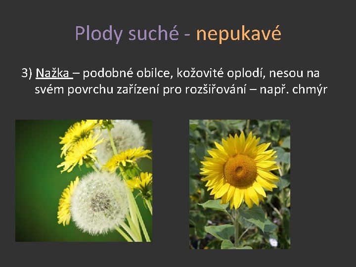 Plody suché - nepukavé 3) Nažka – podobné obilce, kožovité oplodí, nesou na svém