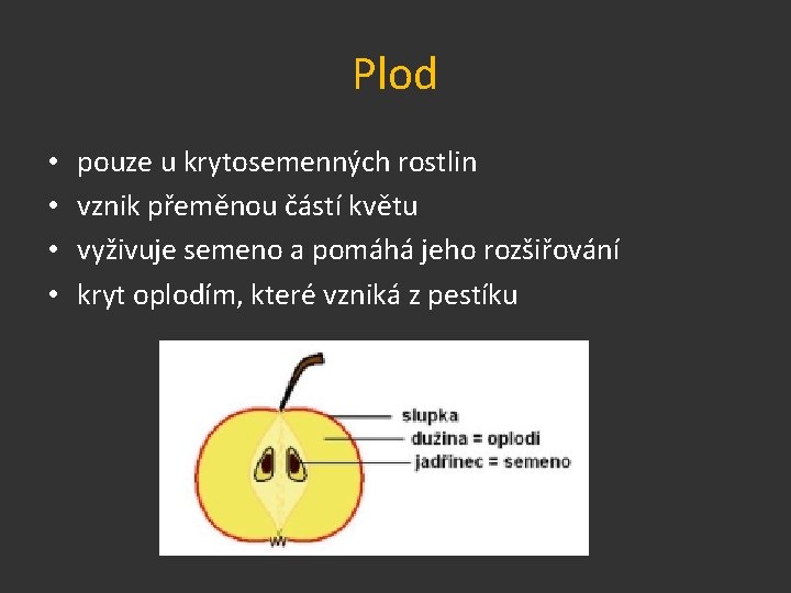 Plod • • pouze u krytosemenných rostlin vznik přeměnou částí květu vyživuje semeno a