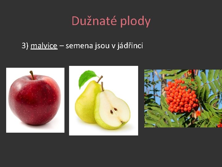 Dužnaté plody 3) malvice – semena jsou v jádřinci 