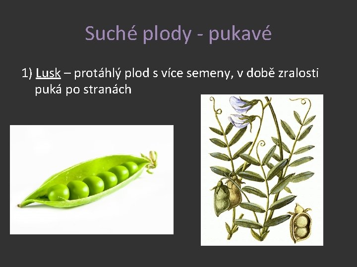 Suché plody - pukavé 1) Lusk – protáhlý plod s více semeny, v době