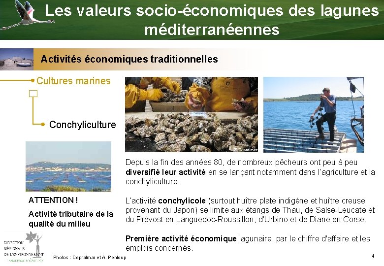 Les valeurs socio-économiques des lagunes méditerranéennes Activités économiques traditionnelles Cultures marines Conchyliculture Depuis la