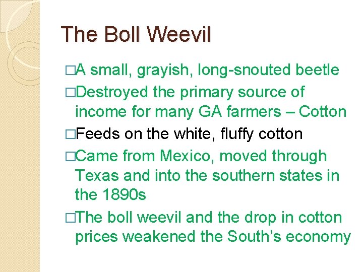 The Boll Weevil �A small, grayish, long-snouted beetle �Destroyed the primary source of income The Boll Weevil �A small, grayish, long-snouted beetle �Destroyed the primary source of income