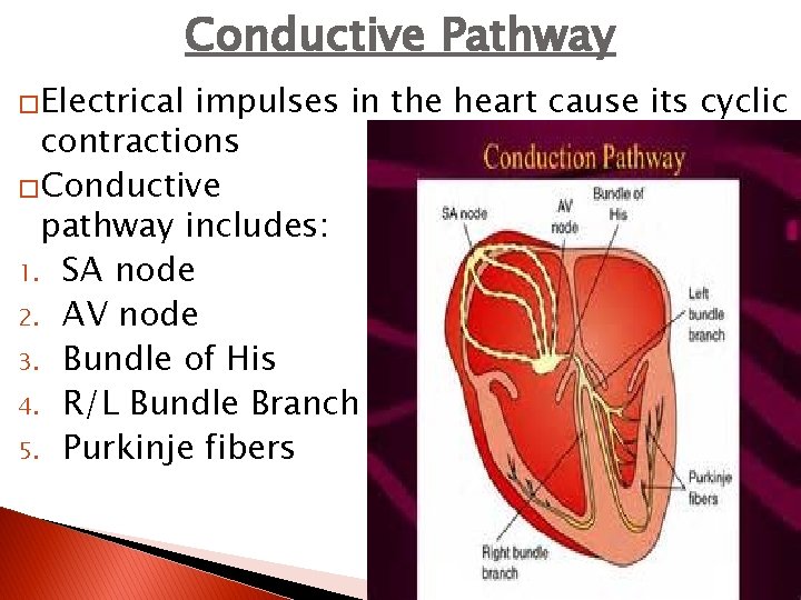 Conductive Pathway �Electrical impulses in the heart cause its cyclic contractions �Conductive pathway includes: