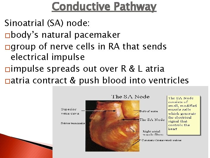 Conductive Pathway Sinoatrial (SA) node: �body’s natural pacemaker �group of nerve cells in RA