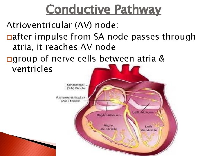Conductive Pathway Atrioventricular (AV) node: �after impulse from SA node passes through atria, it