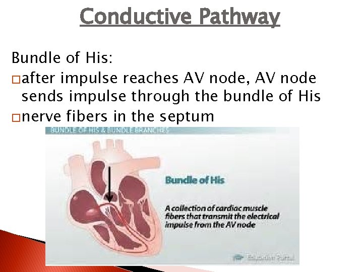 Conductive Pathway Bundle of His: �after impulse reaches AV node, AV node sends impulse