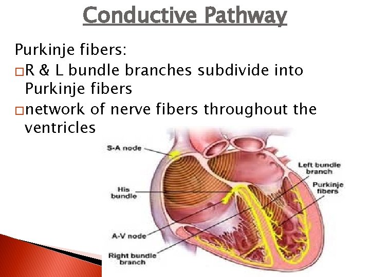 Conductive Pathway Purkinje fibers: �R & L bundle branches subdivide into Purkinje fibers �network