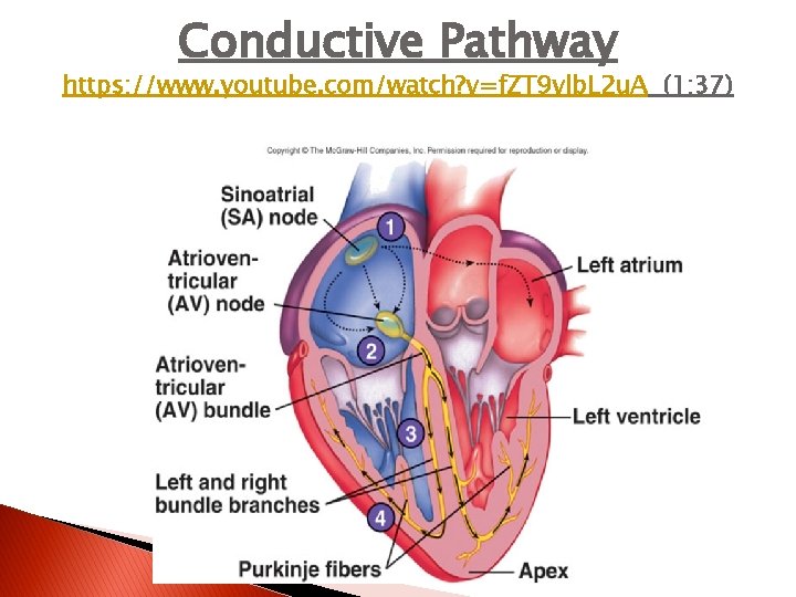 Conductive Pathway https: //www. youtube. com/watch? v=f. ZT 9 vlb. L 2 u. A