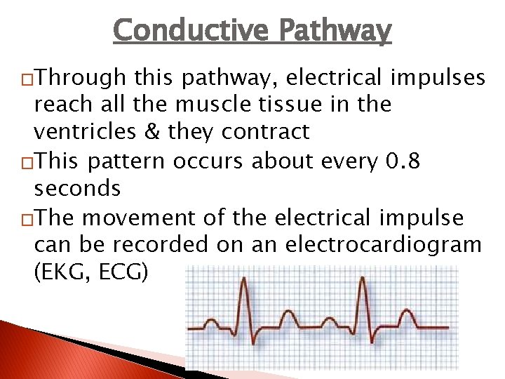 Conductive Pathway �Through this pathway, electrical impulses reach all the muscle tissue in the