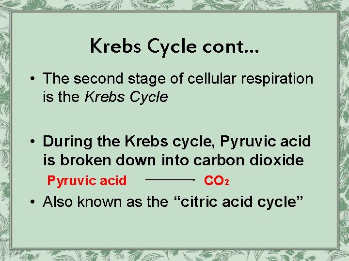 Krebs Cycle cont… • The second stage of cellular respiration is the Krebs Cycle
