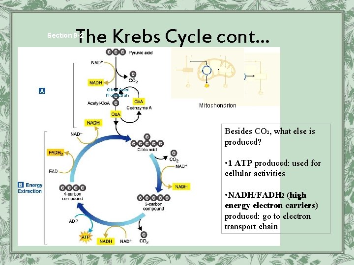 The Krebs Cycle cont… Section 9 -2 Citric Acid Production Mitochondrion Besides CO 2,