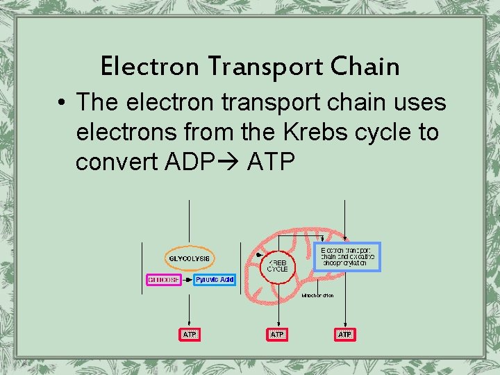 Electron Transport Chain • The electron transport chain uses electrons from the Krebs cycle