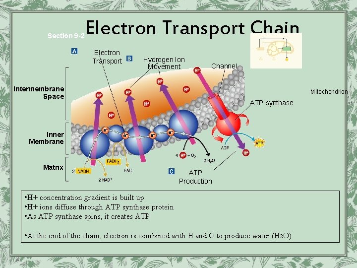 Section 9 -2 Electron Transport Chain Electron Transport Hydrogen Ion Movement Channel Intermembrane Space