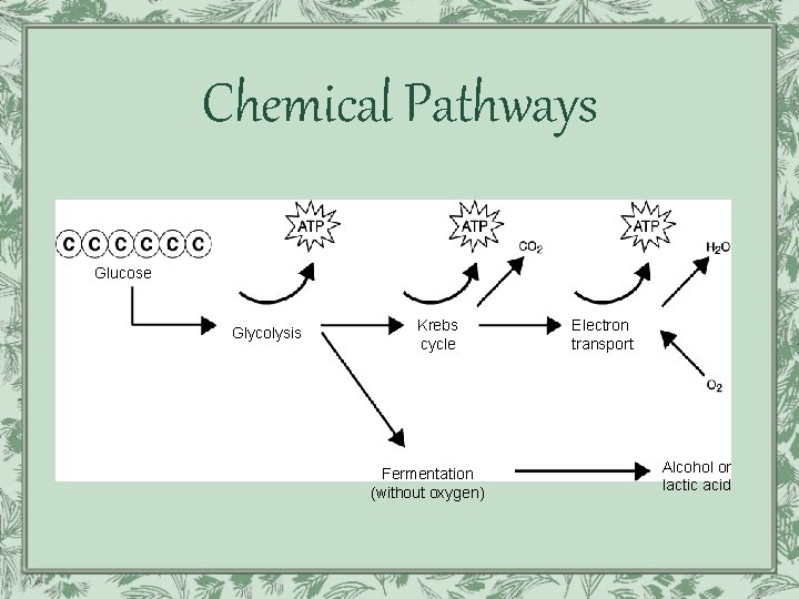 Chemical Pathways Glucose Glycolysis Krebs cycle Fermentation (without oxygen) Electron transport Alcohol or lactic