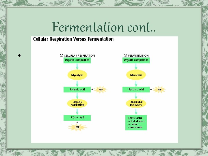 Fermentation cont. . • 