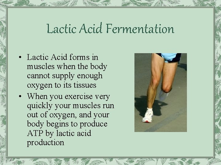 Lactic Acid Fermentation • Lactic Acid forms in muscles when the body cannot supply